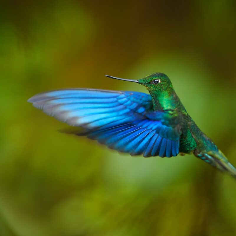 Colibri