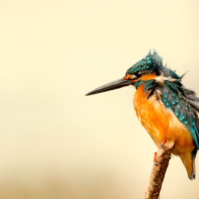 Small Colibri