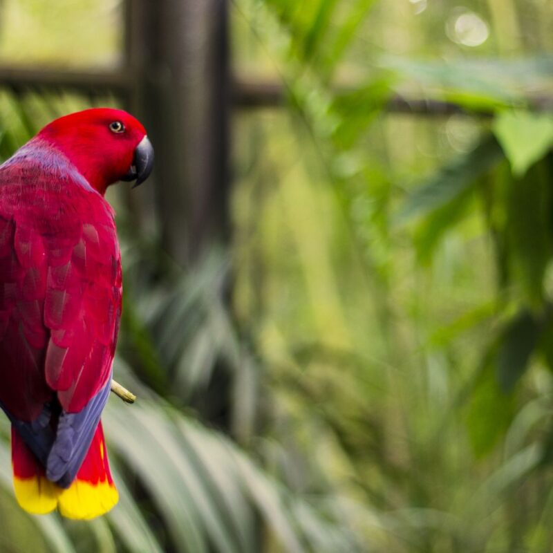 Red Parrot